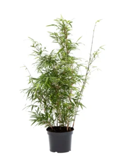 Bambus 'Rufa/Simba' 23 cm potte