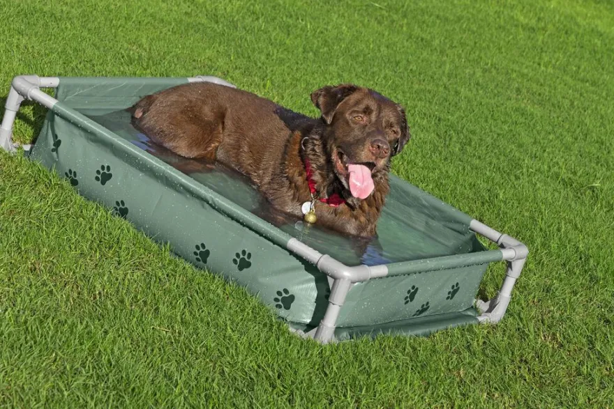 Bestway Fetchin' Fun legepool og seng