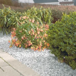 Granitskærver 11–16 mm hvid Lysit - Safestone