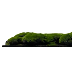 Jangal Modular Wall mospanel 52 x 52 cm - Dark Green Bulk