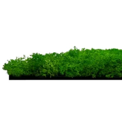 Jangal Modular Wall mospanel 52 x 52 cm - Rich Green
