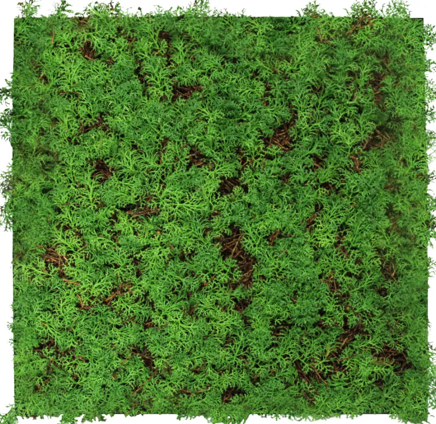 Jangal Modular Wall plantepanel 52 x 52 cm - Thuja