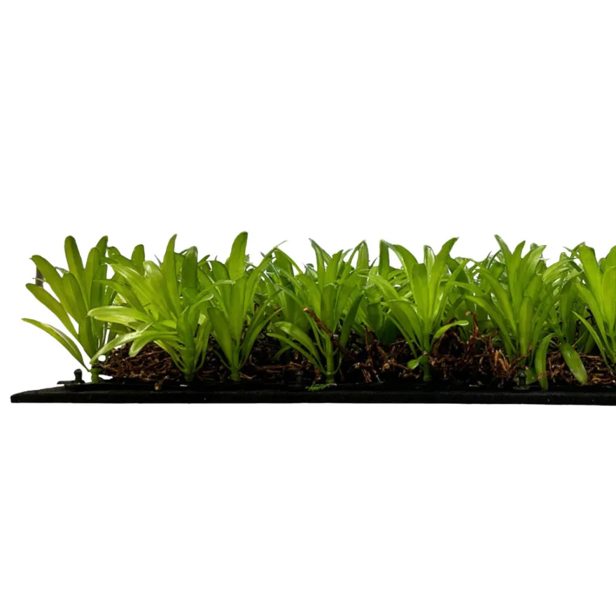 Jangal Modular Wall plantepanel 52 x 52 cm - Podocarpus Tea Tree
