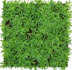 Jangal Modular Wall plantepanel 52 x 52 cm - Podocarpus Tea Tree
