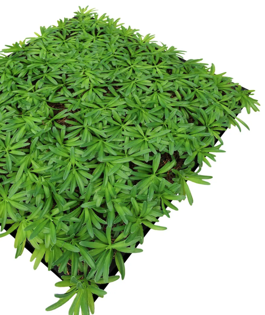 Jangal Modular Wall plantepanel 52 x 52 cm - Podocarpus Tea Tree