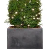 Lyskæde Basis 50 LED 4,9 meter