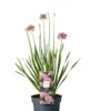Prydløg Allium 17 cm