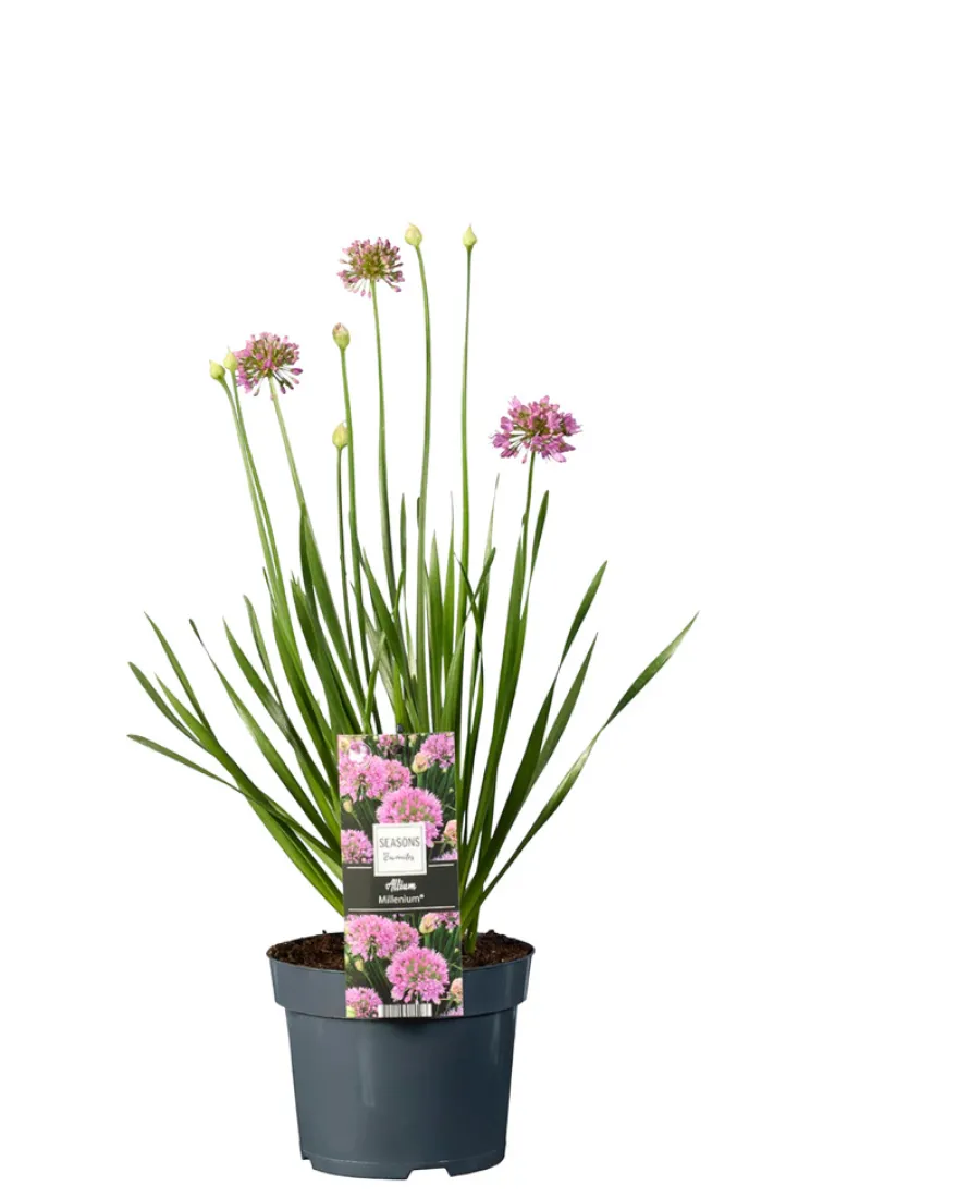 Prydløg Allium 17 cm
